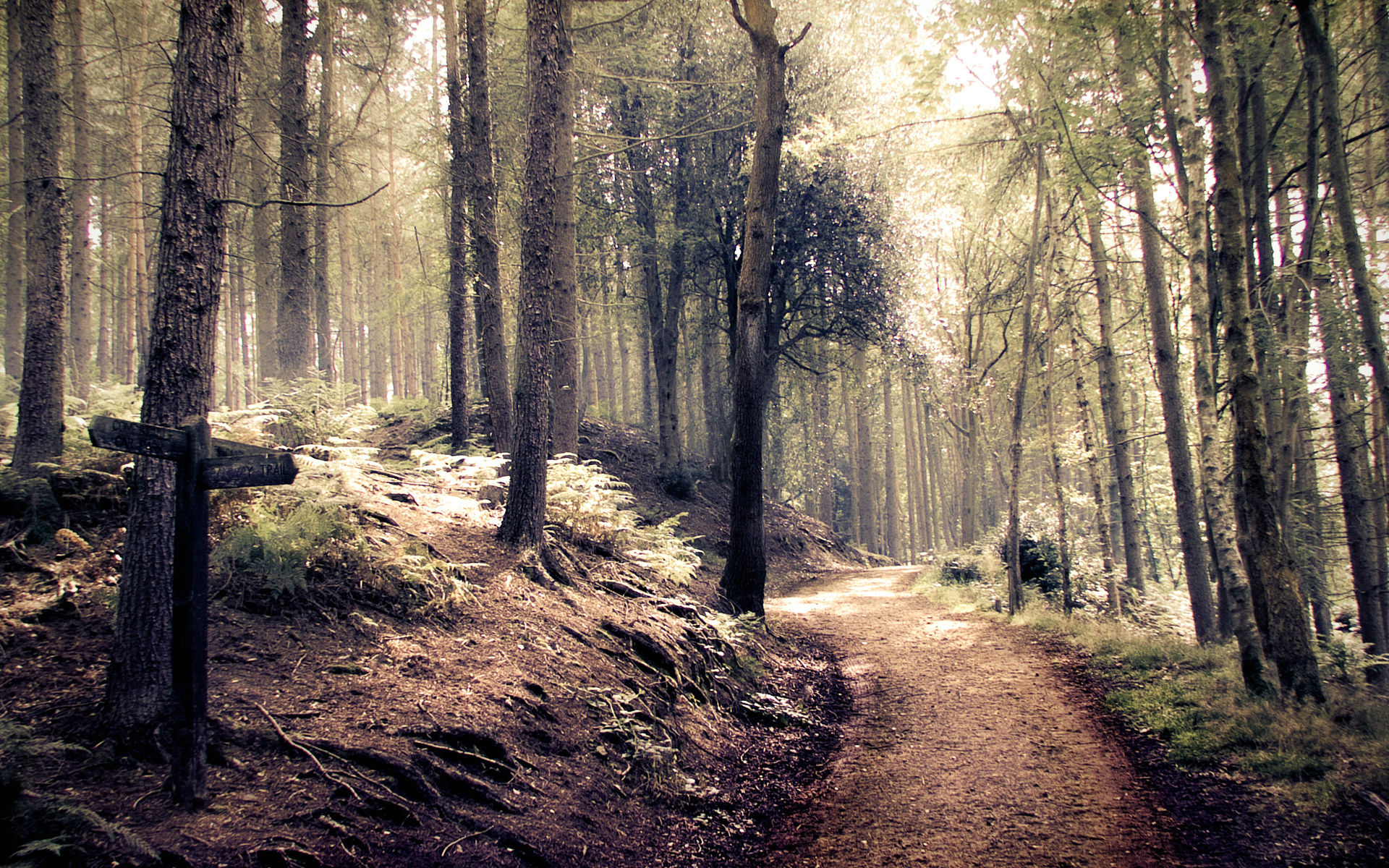 forest-path-images